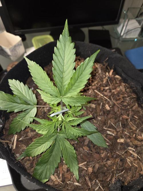 Hyperion F1. Week 3
