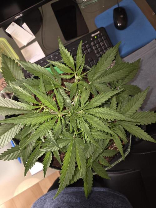 Strawberry Cola Auto. Week 5