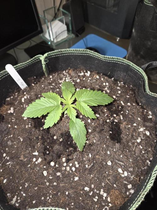 Northern Lights. Week 2 - #1