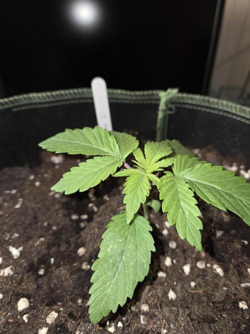 Northern Lights. Week 2 - #1