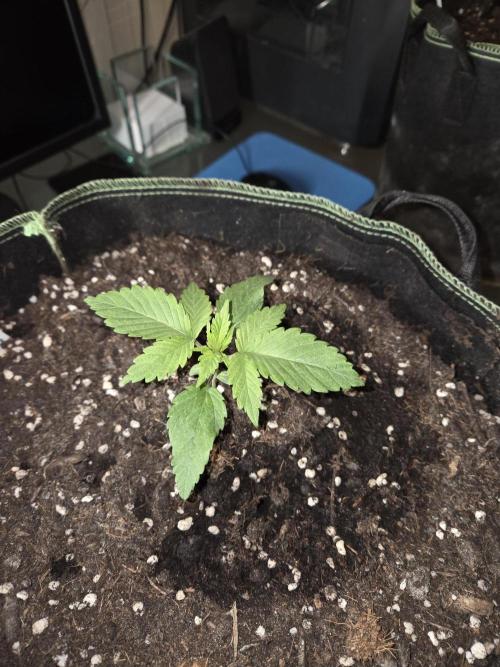 Northern Lights. Week 2 - #2