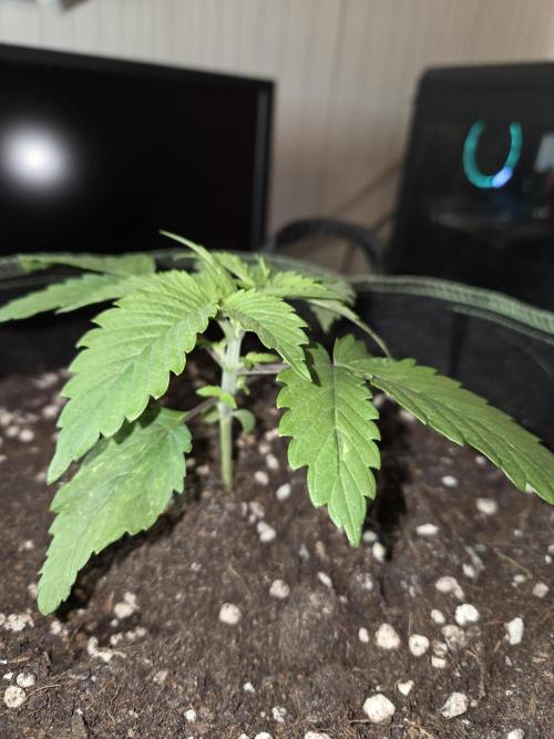 Northern Lights. Week 3 - #1