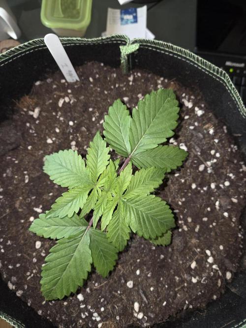 Northern Lights. Week 3 - #1