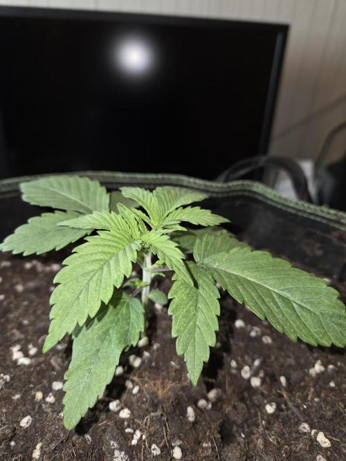 Northern Lights. Week 3 - #2