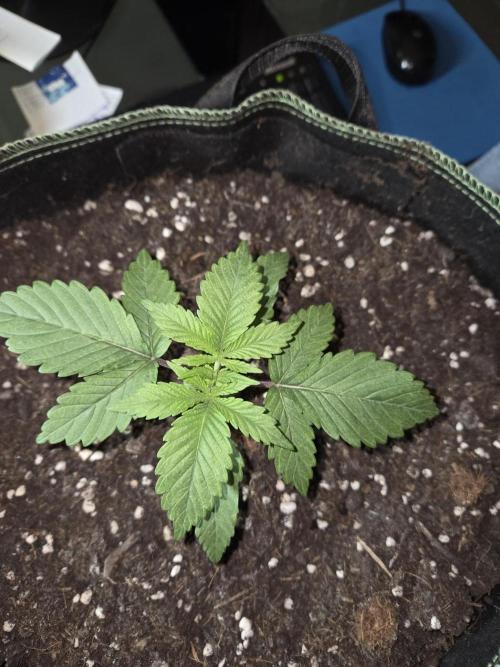 Northern Lights. Week 3 - #2