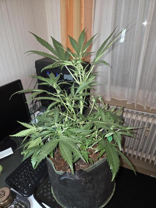 Strawberry Cola Auto. Week 6