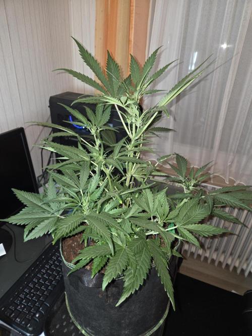 Strawberry Cola Auto. Week 6