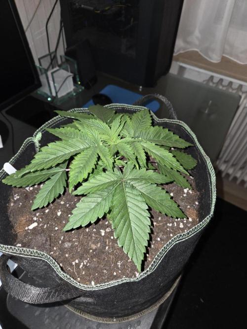 Northern Lights. Week 4 - #1