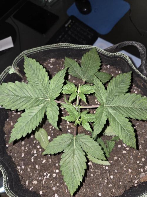 Northern Lights. Week 4 - #2