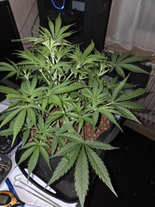 Hyperion F1. Week 5