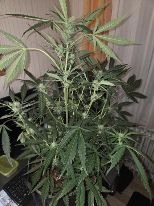 Strawberry Cola Auto. Week 7