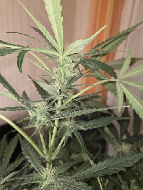 Strawberry Cola Auto. Week 7