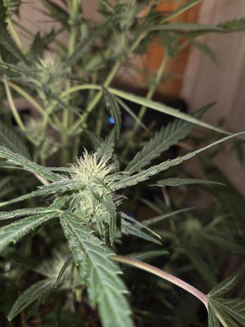 Strawberry Cola Auto. Week 7