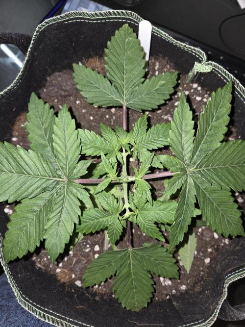 Northern Lights. Week 5