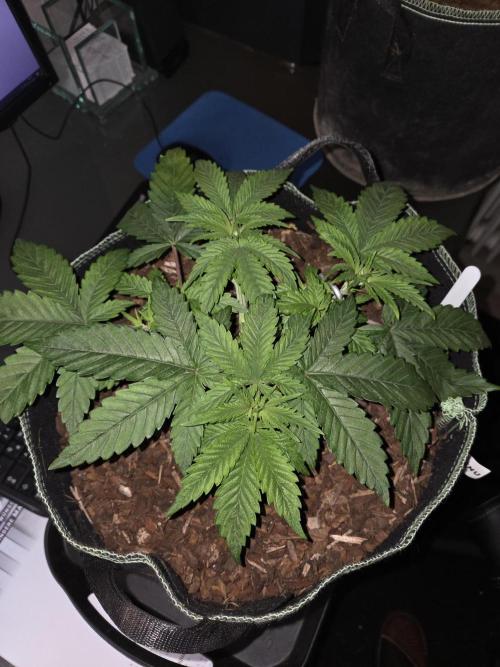 Northern Lights. Week 5 - #1