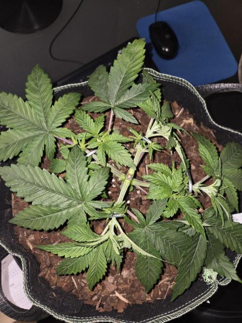 Northern Lights. Week 5 - #1