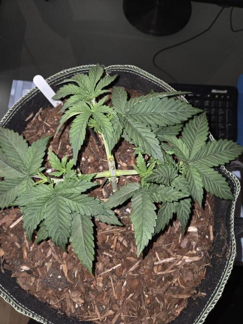 Northern Lights. Week 5 - #2