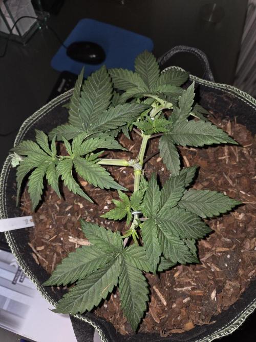 Northern Lights. Week 5 - #2