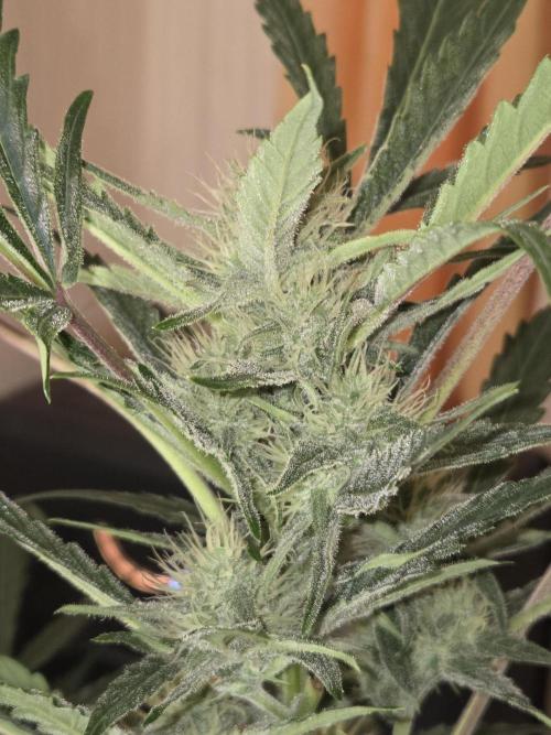 Strawberry Cola Auto. Week 8