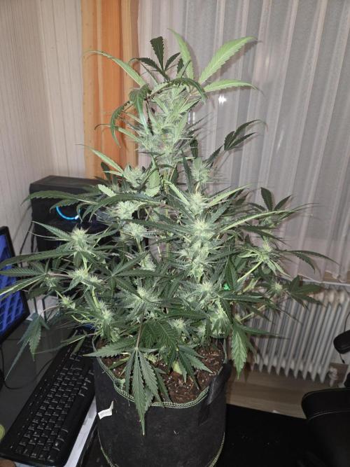 Strawberry Cola Auto. Week 8