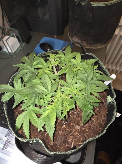 Northern Lights. Week 6 - #1