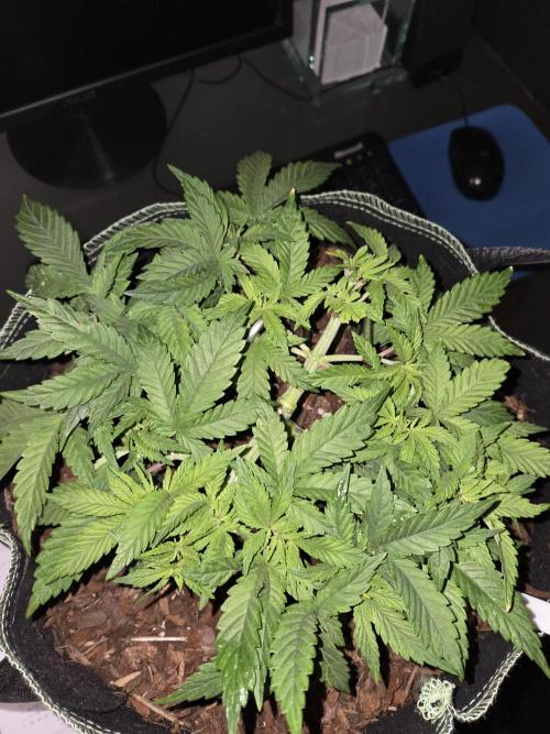 Northern Lights. Week 6 - #1