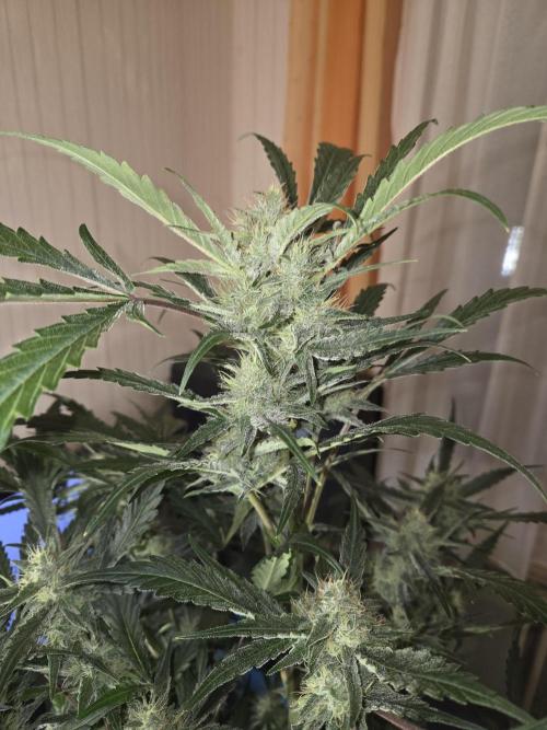 Strawberry Cola Auto. Week 9