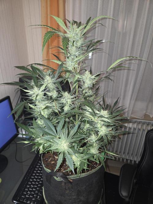 Strawberry Cola Auto. Week 9