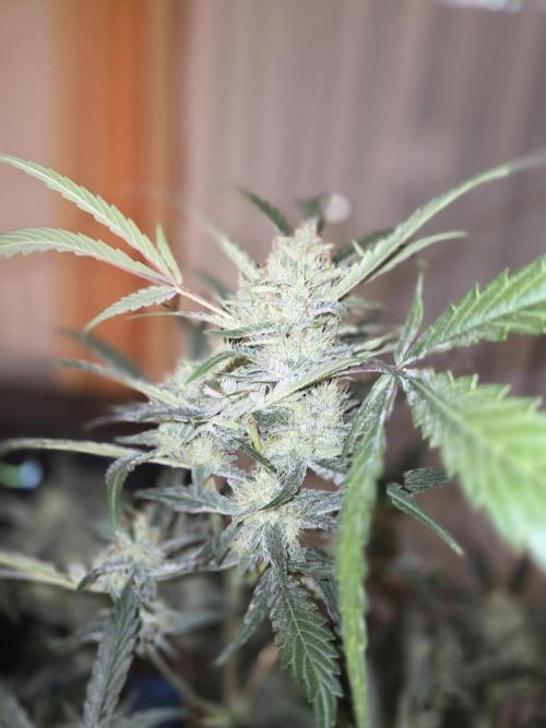Strawberry Cola Auto. Week 10 - Vor der Ernte