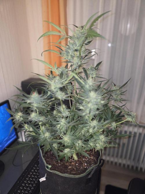 Strawberry Cola Auto. Week 10 - Vor der Ernte