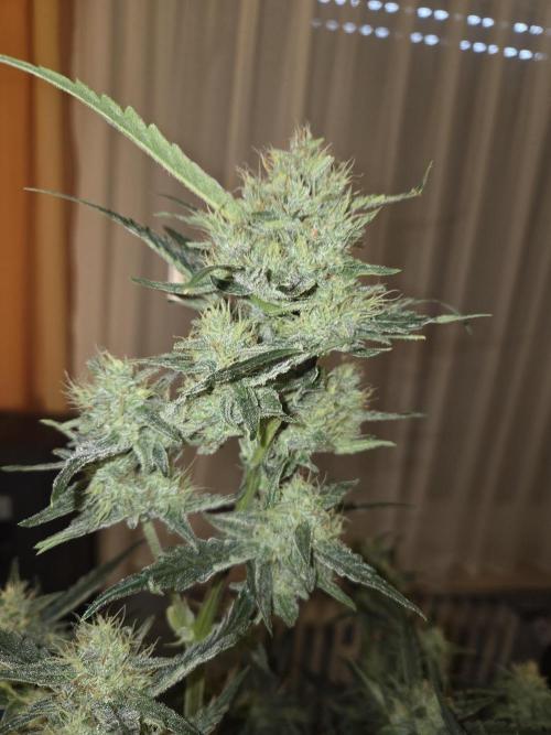 Strawberry Cola Auto. Week 10 - Nach Entlaubung