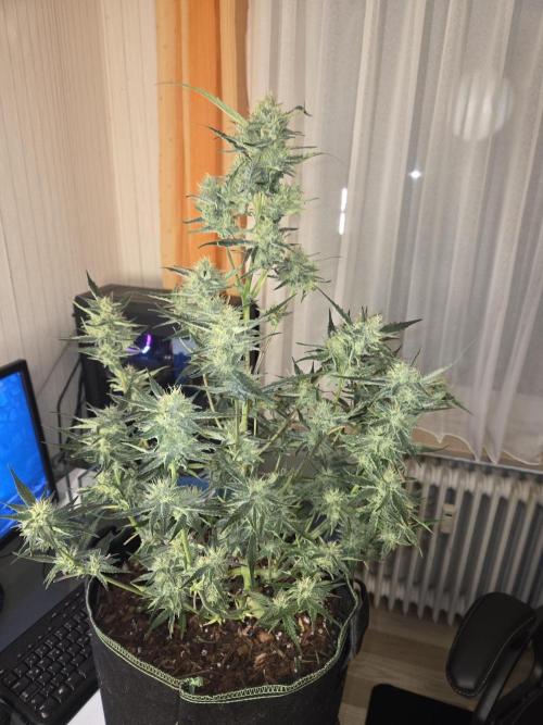 Strawberry Cola Auto. Week 10 - Nach Entlaubung