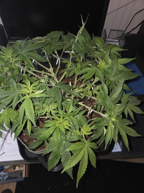 Northern Lights. Week 7 - #1