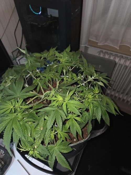 Northern Lights. Week 7 - #1