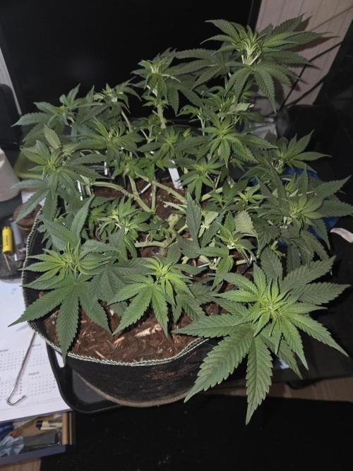 Northern Lights. Week 7 - #2