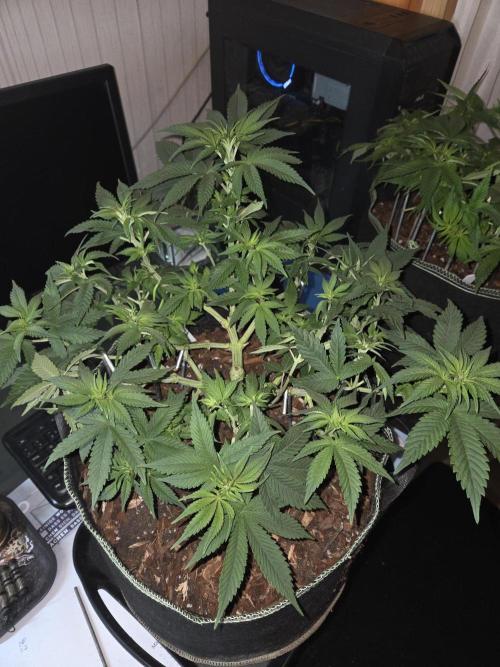 Northern Lights. Week 7 - #2