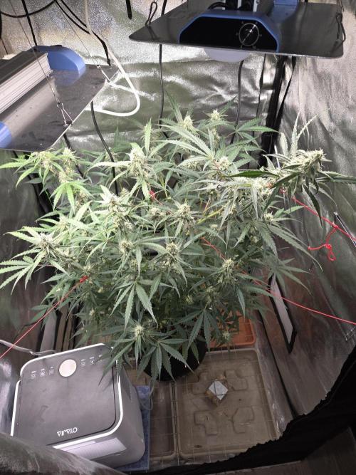 Hyperion F1. Week 9