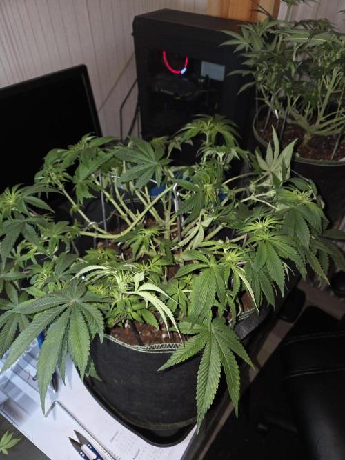 Northern Lights. Week 8 - #1