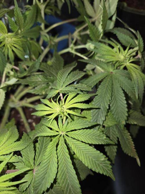 Northern Lights. Week 8 - #1