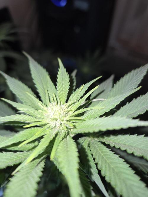 Northern Lights. Week 8 - #2