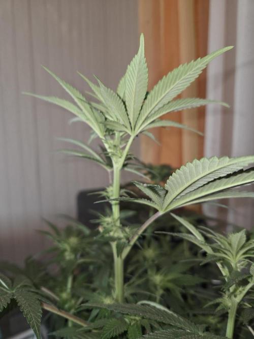 Northern Lights. Week 8 - #2