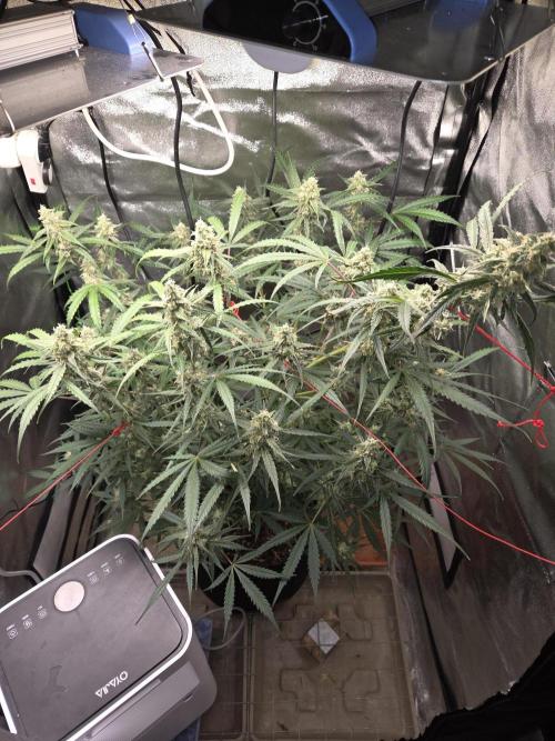 Hyperion F1. Week 10