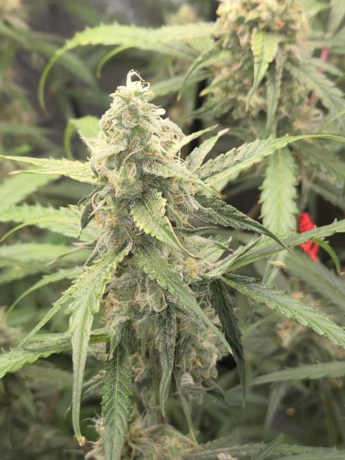 Hyperion F1. Week 10