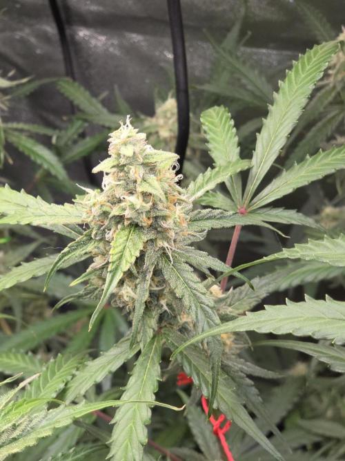 Hyperion F1. Week 10