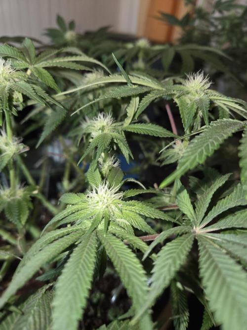 Northern Lights. Week 9 - #1