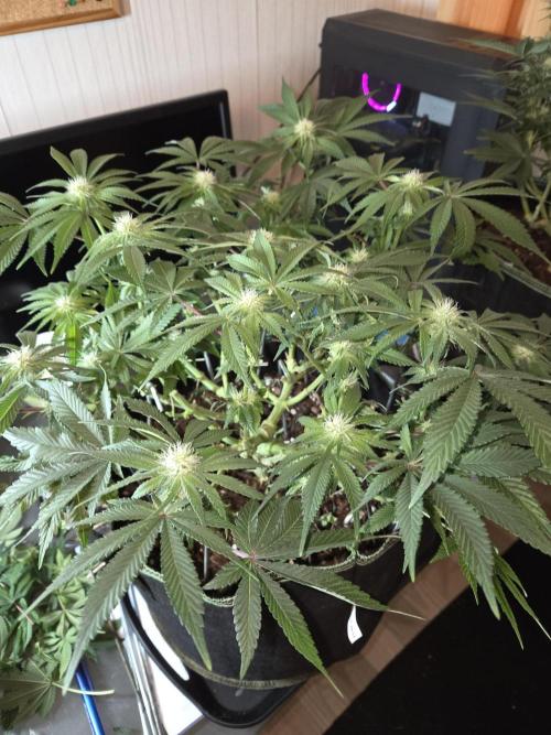 Northern Lights. Week 9 - #1