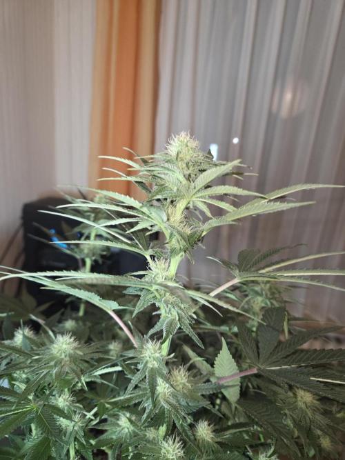 Northern Lights. Week 9 - #2