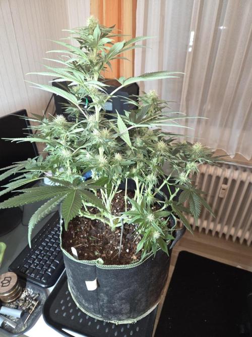 Northern Lights. Week 9 - #2