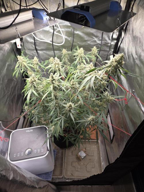 Hyperion F1. Week 11