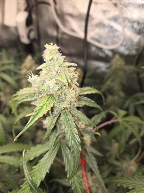 Hyperion F1. Week 11